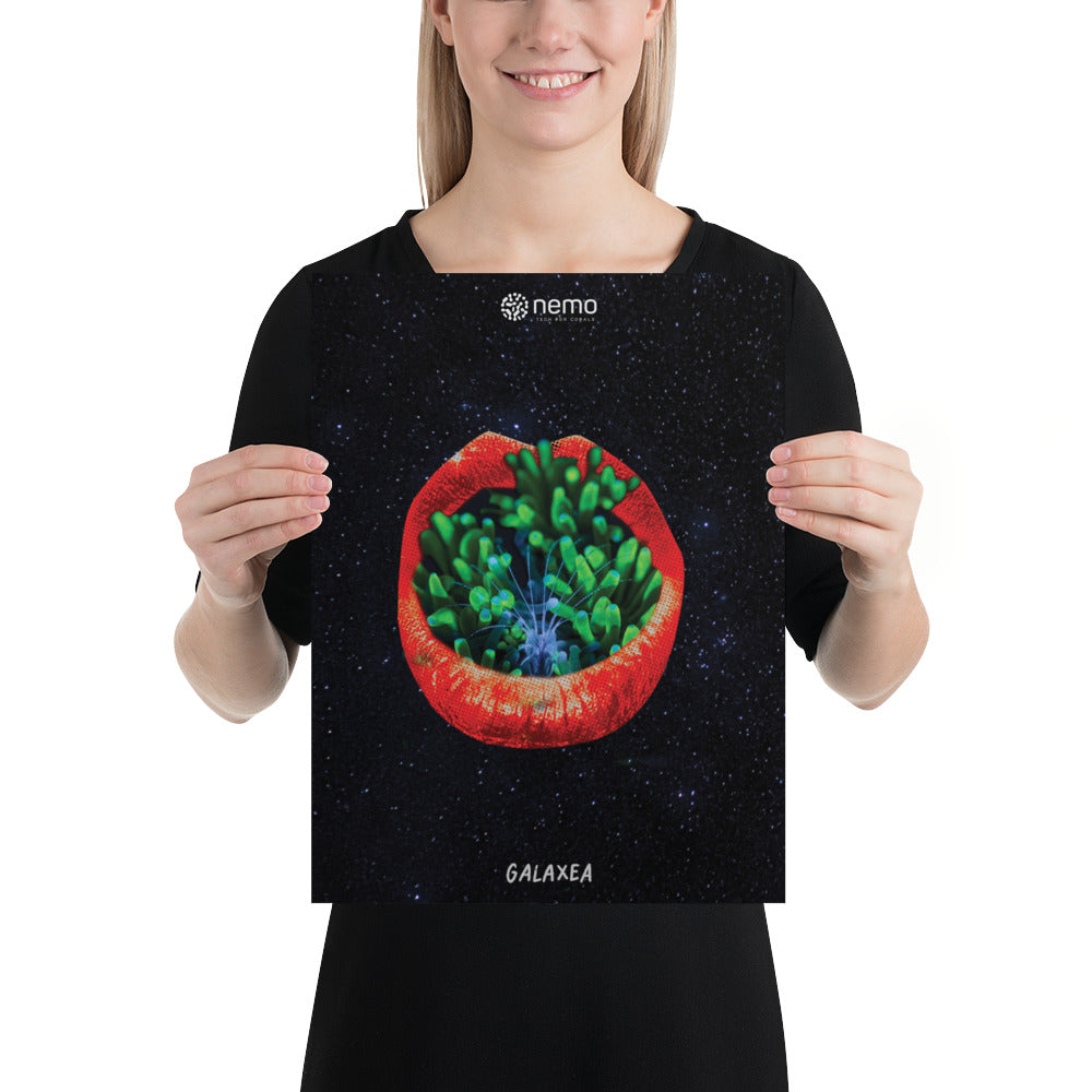 Galaxea – NFT Poster | Lovely Corals